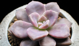 多肉华丽风车开花要多长时间 华丽风车多肉的花语