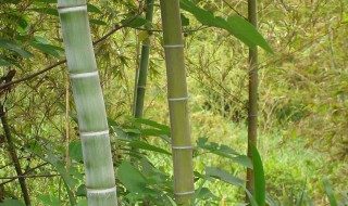 竹子的作用有什么(竹子的作用有什么功效)
