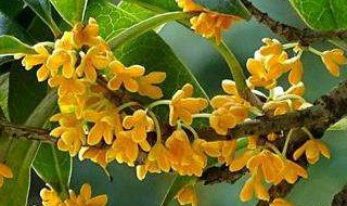 为什么桂花的叶子都落了还开花（桂花为什么叶子往下垂着）