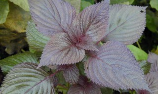 孕妇能喝紫苏水吗 孕妇可以喝紫苏水吗