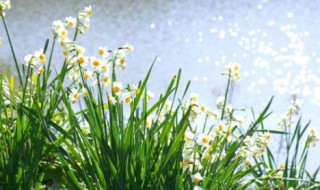 水仙花是什么 水仙花是什么季节开的