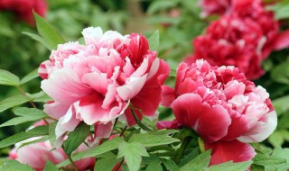 牡丹花是什么 牡丹花是什么时候开的