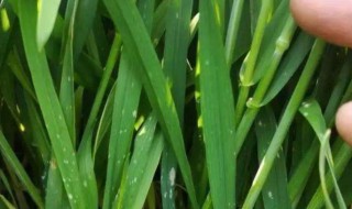 硼元素对小麦生长的作用 硼元素对小麦生长的作用有哪些