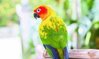 鹦鹉漆怎么喷效果好 鹦鹉漆怎么样