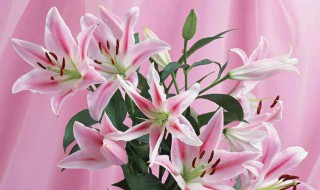 百合花鳞茎上小种球多久开花 百合花鳞片繁殖多久能开花