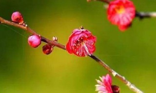 梅花先长叶子后开花正常么 梅花先长叶子后开花正常么