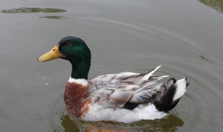 野鸭蛋为什么不能捡 野鸭蛋为什么不能捡呢