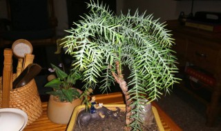 澳洲杉用什么肥（澳洲杉用什么肥最好）