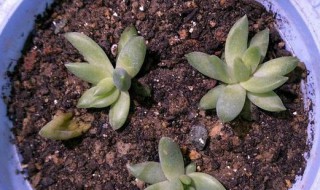 千佛手怎么叶插最快（千佛手叶插成功然后怎么搞）