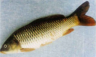 鲤鱼放盆里能活几天 鲤鱼放水盆能活多久