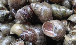 石螺怎么洗最快最干净 石螺怎么样洗才干净