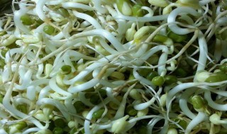 绿豆芽可不可以阳光直照(绿豆芽可不可以阳光直照下种植)