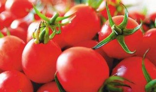 圣女果可不可以多吃 圣女果可以大量吃吗