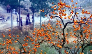 辽宁沈阳可以种柿子树吗（沈阳能种柿子树吗）