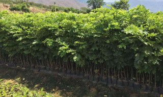 四川能不能种黄花梨 四川能不能种黄花梨木材