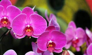 蝴蝶兰花败了怎么修剪（蝴蝶兰花败了怎样修剪）