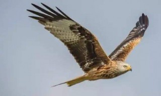 请问怎么防止老鹰捕捉鸽子?（请问怎么防止老鹰捕捉鸽子呢）