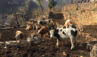 养牛的房子为啥都是南盖北 养牛的房子叫什么