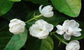 茉莉花的果子有什么用 茉莉花的果子图片