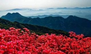 西玛杜鹃花的寓意和象征（西玛杜鹃花的寓意和象征意义）