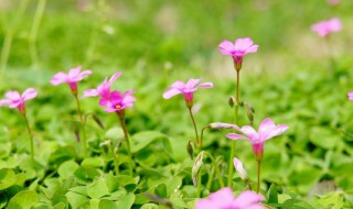 像生机勃勃一类的词有哪些(像生机勃勃的词语有哪些?四个就可以了)