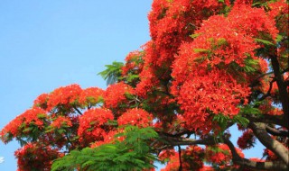 凤凰花的种子种植（凤凰花种植）