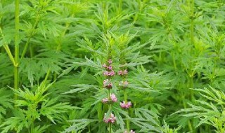 益母草的作用与功效禁忌（益母草的作用与功效禁忌症）