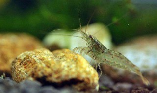 小虾怎么养才不会死 怎么养小虾子