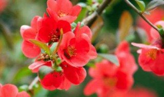 木瓜海棠怎么修剪（木瓜海棠怎样修剪）