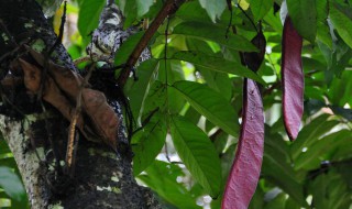 紫色峨眉豆的功效与作用（紫色峨眉豆怎么做好吃）