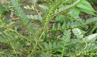 株下叶的功效与作用 中草药叶下珠功效