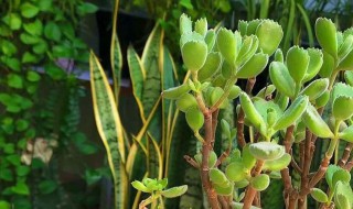 家里植物用什么施肥（家里植物用什么施肥最好）