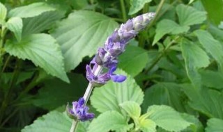 怎样才能让猫对猫薄荷感兴趣（怎么让猫对猫薄荷感兴趣）