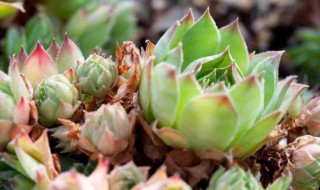 多肉植物什么季节施肥 多肉植物什么季节施肥最好