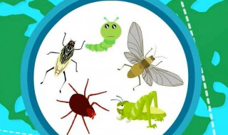 非洲为什么有蝗虫 非洲为什么有蝗灾