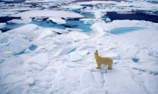 北极有什么之最（北极之最有哪些）