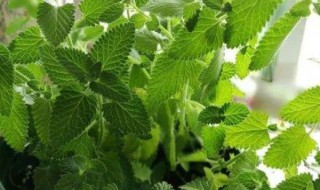 猫薄荷用什么花盆（猫薄荷盆栽）