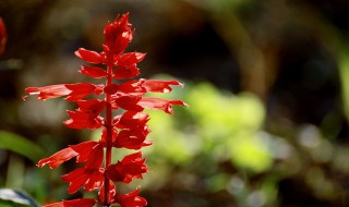 能在春季扦插的花有哪些（能在春季扦插的花有哪些图片）