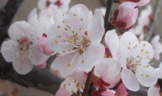 杏树开花了还能浇水吗 杏树开花了还能浇水吗视频