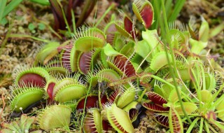 捕蝇草知识（捕蝇草知识点）