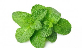 薄荷适合炒什么菜(薄荷适合炒什么菜呢)