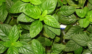 用薄荷种子怎么种植(薄荷种子怎么种植方法如下)