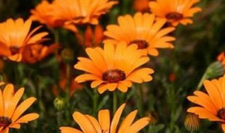 什么花的花语是必将到来的幸福（什么花的花语是必将到来的幸福呢）