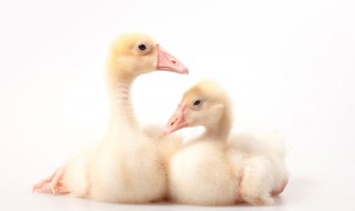 小鹅吃什么为主食 小鹅吃什么为主食最好