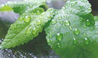 薄荷花和薄荷的区别（薄荷和薄荷叶有什么区别）