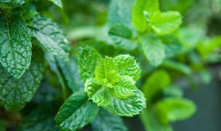 薄荷什么时候开始施肥（薄荷什么时候开始施肥好）