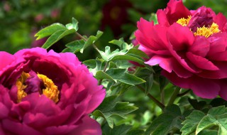 牡丹花种子需要泡水吗 牡丹花种子需要泡水吗视频