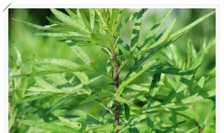 孕妇喝陈艾菖蒲有什么功效（陈艾和石菖蒲孕妇可以喝吗）