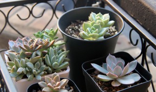 多肉杯是什么意思（多肉用杯子养可以吗）