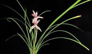 蝶兰花茶的功效与作用（蝶兰花有什么作用）